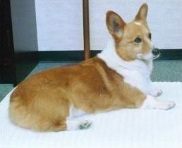 床ずれ防止介護マット　ホームナース