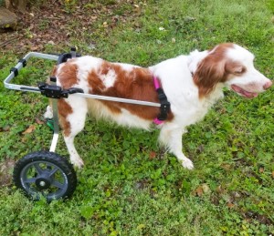 スタンダード 後脚サポート車いす（２輪）