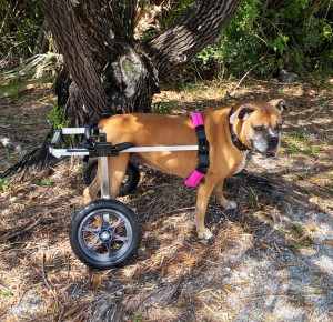 カスタム（オーダーサイズ）後脚サポート車いす（２輪）