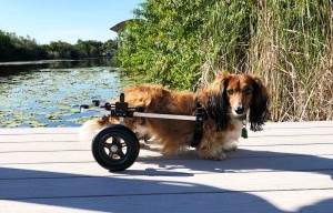 オーダー犬用車椅子